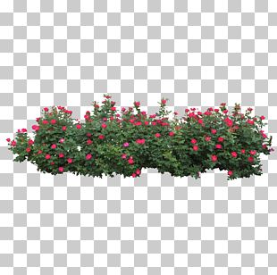 Shrub Tree PNG, Clipart, Architectural Rendering, Barberry, Bellflower
