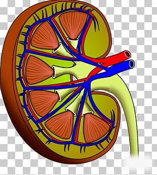 Chronic Kidney Disease Kidney Failure Renal Function PNG, Clipart, Art ...