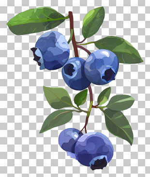 Watercolor Blueberries - Blueberries On A Branch With Green Leaves PNG