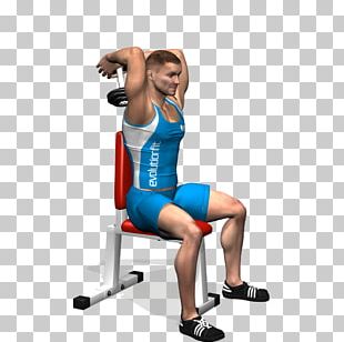 Triceps Brachii Muscle Lying Triceps Extensions Biceps Curl Bench PNG,  Clipart, Angle, Arm, Barbell, Barbell Skull