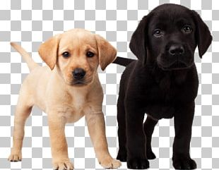 Labrador Retriever Puppy Black Dog Syndrome PNG, Clipart, Animal ...