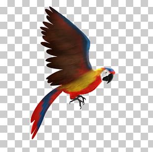 Scarlet Macaw Parrot Red-and-green Macaw Blue-and-yellow Macaw PNG ...