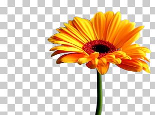 Transvaal Daisy Daisy Family White Desktop PNG