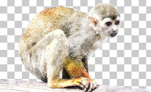 Old World Monkey PNG and Old World Monkey Transparent Clipart Free  Download. - CleanPNG / KissPNG