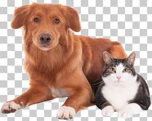Cat Dog Veterinarian Pet Clinique VÃ©tÃ©rinaire PNG