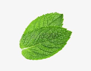 Mint Leaves PNG Images, Mint Leaves Clipart Free Download