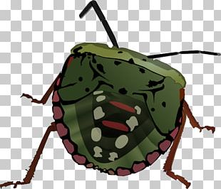 Beetle Brown Marmorated Stink Bug PNG