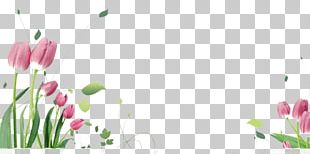 Tulip Flower Stock.xchng Eid Al-Fitr PNG