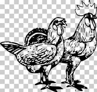 Chicken Rooster PNG