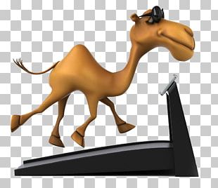 Camel Stock Photography Cartoon PNG