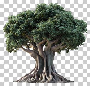 Bodhi Tree - Large Green Tree With Roots PNG