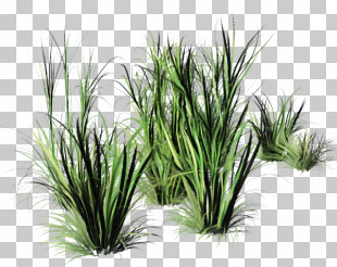 Weed PNG