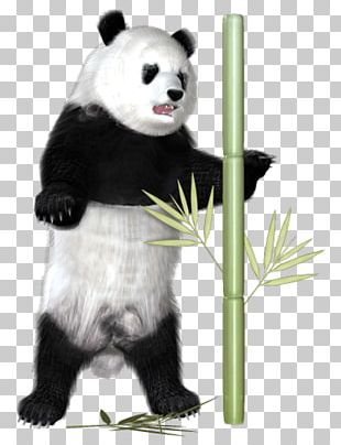 Giant Panda Pandas And Bamboo Animal PNG