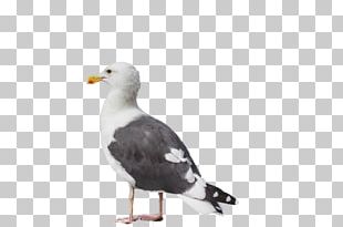 Great Black-backed Gull European Herring Gull Gulls Advertising PNG