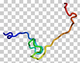 MDM4 Protein Mdm2 P53 RYBP PNG