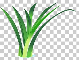 Arecaceae Grasses Flowerpot Plant Stem PNG