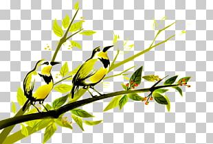 Bird Painting Parrot Photography Illustration PNG