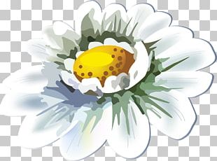 Flower Photography Chrysanthemum PNG