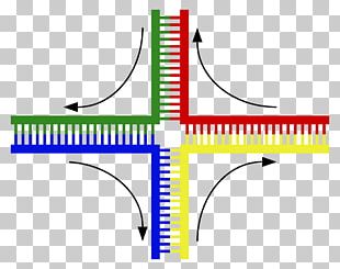 Holliday Junction DNA Chromosomal Crossover Cruciform Genetics PNG