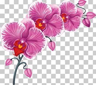 Flower Desktop PNG, Clipart, Adobe Illustrator, Blossom, Bouquet ...