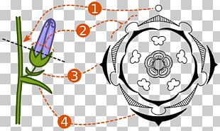 Floral Diagram PNG Images, Floral Diagram Clipart Free Download