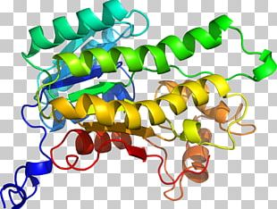 Organism Line PNG