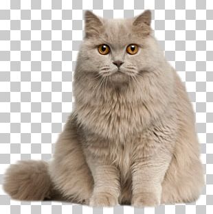 Exotic Shorthair British Shorthair Persian Cat American Shorthair Maine ...