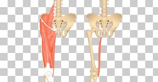 Iliopsoas Psoas Major Muscle Active Stretching Iliacus Muscle Png