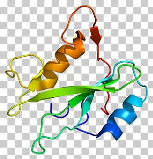 PIK3R3 Retinoblastoma Protein Phosphoinositide 3-kinase IRS1 PNG