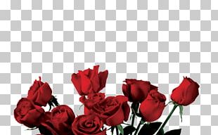 Rose Portable Network Graphics Flower PNG