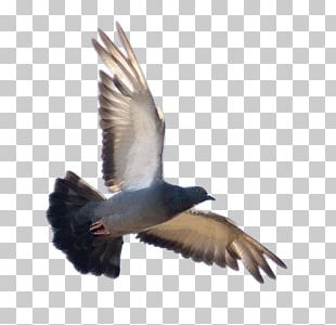 Duck Bird Vuela Alto Rock Dove Feather PNG