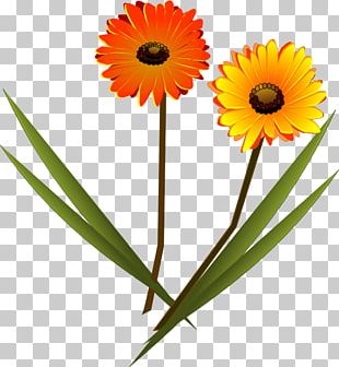 Transvaal Daisy Drawing PNG
