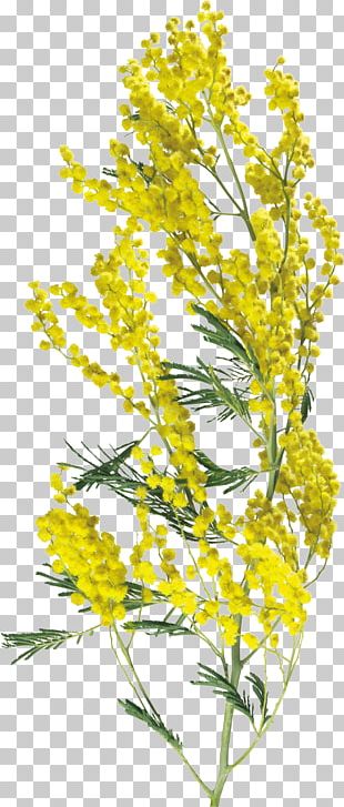 mustard flower png