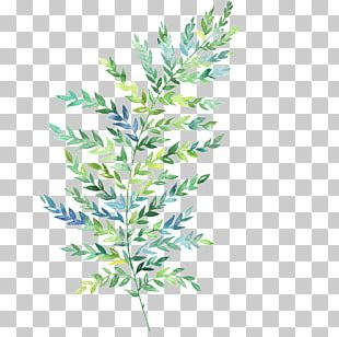 Watercolor Painting Leaf Botanical Illustration Botany Illustration PNG ...