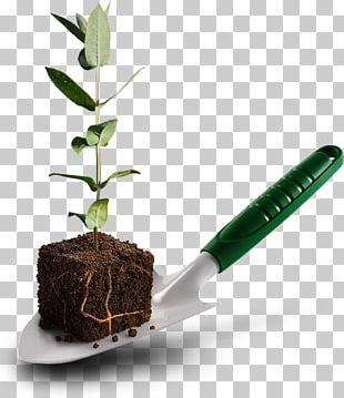 Paper Eucalyptus Globulus The Navigator Company Plant Processo Produtivo Do Papel PNG