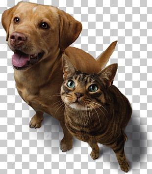 Dog And Cat png download - 1024*722 - Free Transparent Whiskers png  Download. - CleanPNG / KissPNG