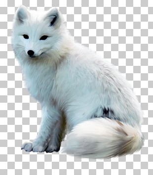 Arctic Wolf Png Stock Illustrations – 6 Arctic Wolf Png Stock