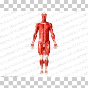 Human Anatomy Muscle Human Body Muscular System PNG, Clipart, Abdomen ...