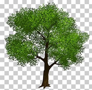 Tree Green PNG