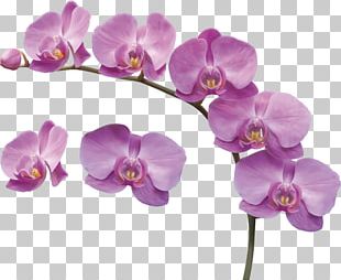 Moth Orchids Kinds Of Flowers Cut Flowers PNG, Clipart, Artificial ...