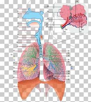 gas exchange clipart