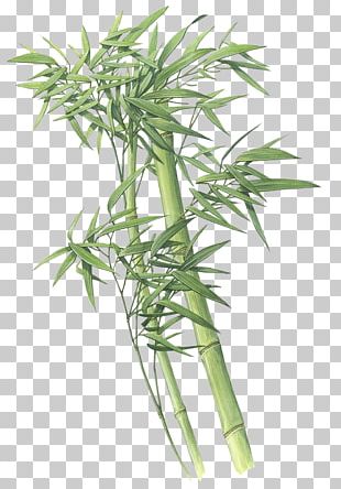 Bamboo Giant Panda Plant Green PNG