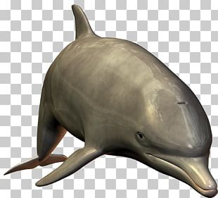 Bottlenose Dolphin PNG