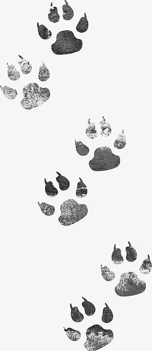 Dog Footprints PNG
