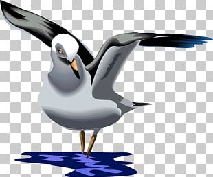 Gulls Great Black-backed Gull European Herring Gull Graphics PNG