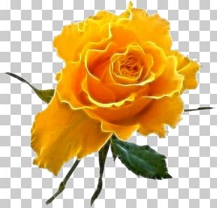 Free Png Download Gifs Et Tubes Fleurs - Animated Gif Yellow Roses