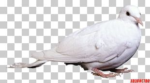 Bird Columbidae Photography PNG