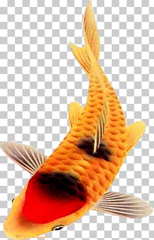 Fish PNG