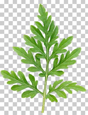 Annual Ragweed Leaf Ambrosia Trifida Ambrosia Ambrosioides Annual Plant PNG
