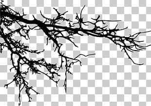 Branch Tree Silhouette PNG
